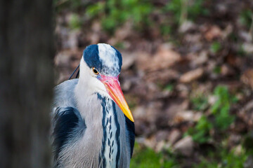 Heron Behind A Tree in a park in Amsterdam Netherlands