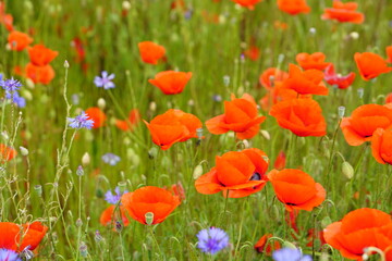 Red poppies fields