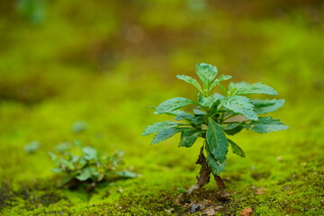 Very tiny plant alone in nature