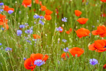 Red poppies fields