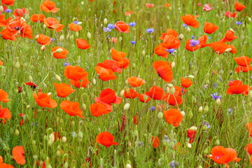 Red poppies fields