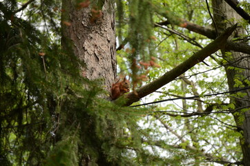 squirrel on tree