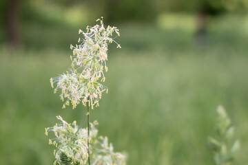 Green grass Dactylis glomerata. 