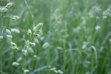 Green grass background. Lush juicy strong green cereals. Feed base for animals. Allergen.