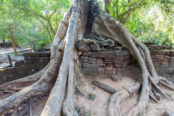 Ruins Ta Prohm temple and Banyan Tree Roots, Angkor Wat complex, Siem Reap, Cambodia.