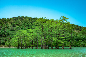Group of large cypress trees stands in turquoise water in sunny weather.