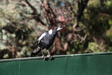 An Australian magpie  bird, Cracticus tibicen, sitting on a fence.