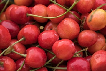 Close up of pile of ripe cherries with groups. Large collection of fresh red cherries. Ripe cherries background.