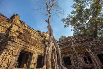 Naklejka premium Ruins Ta Prohm temple and Banyan Tree Roots, Angkor Wat complex, Siem Reap, Cambodia.