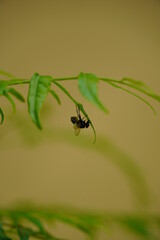 Mosquito on a leaf