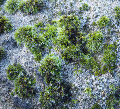 a close up of swan’s neck thyme moss growing on sandstone in winter