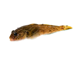live fish isolated on white background