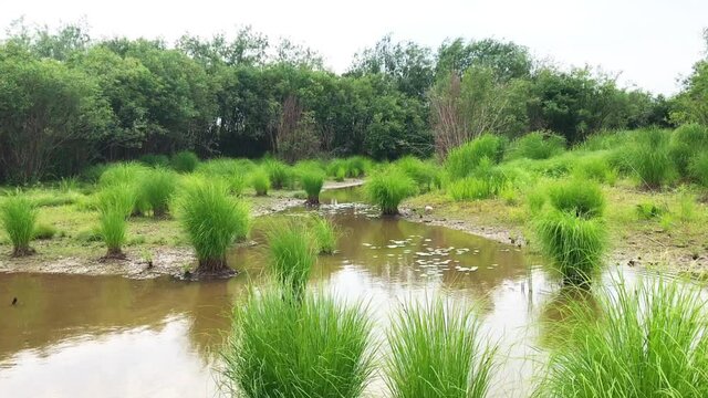 tassocks of green grass on calm river water surface with green trees on the background. Summer windy day on lake shore with grass reflection on water