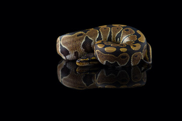 Fototapeta premium The royal python isolated on black background