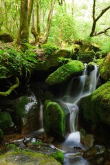 이끼와 폭포가 어울어진 숲속의 시원한 풍경,a cool view of the forest with moss and waterfalls.