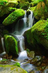 이끼와 폭포가 어울어진 숲속의 시원한 풍경,a cool view of the forest with moss and waterfalls.