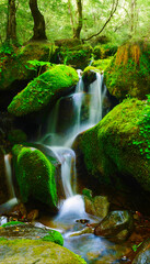 이끼와 폭포가 어울어진 숲속의 시원한 풍경,a cool view of the forest with moss and waterfalls.