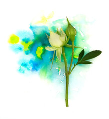 Tender tiny rose flower bud and a hand-painted yellow green cyan watercolor blot spot splash on isolated on white. A design element for for spa ads, natural shampoo soap washing powder packaging