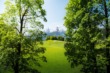 Idyllic summer landscape in the Alps with cows grazing on green meadows