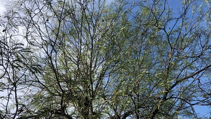 Silhouette of multiple small leaves growth on the branch trees has green leaves and in the botanical garden, tamarind plants in autumn,selective focus.