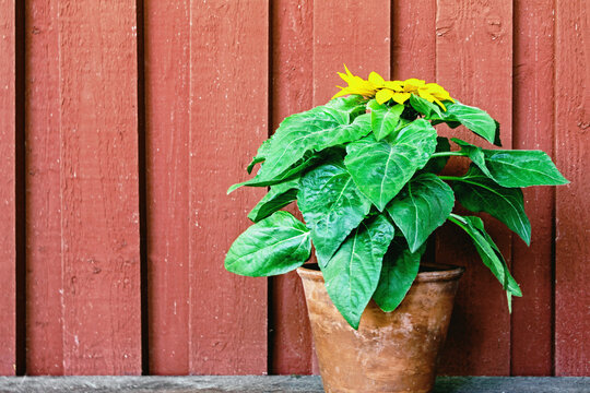 sunflower plant in pot at garden with red wooden wall 