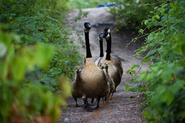 family of geese