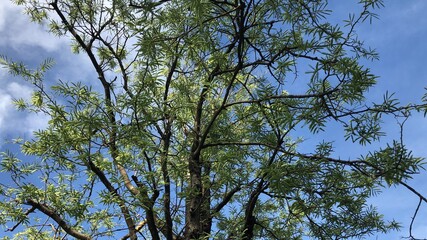 Silhouette of multiple small leaves growth on the branch trees has green leaves and in the botanical garden, tamarind plants in autumn,selective focus.