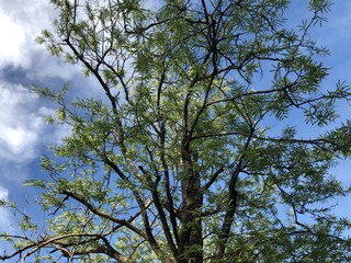 Silhouette of multiple small leaves growth on the branch trees has green leaves and in the botanical garden, tamarind plants in autumn,selective focus.