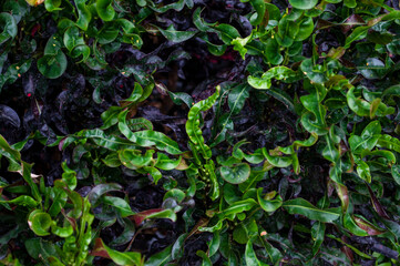 green leaves texture and background.Colorful decorative leaves