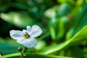 Bees that are sucking the nectar from white flowers