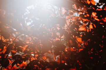 Fototapeta na wymiar warm rays of spring sun, through reddish leaves and branches