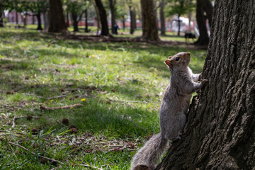 Obraz na płótnie Canvas Squirrel on a Tree at Astoria Park in Astoria Queens New York during Spring