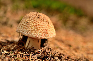 Amanita rubescens mushroom in needles in forest