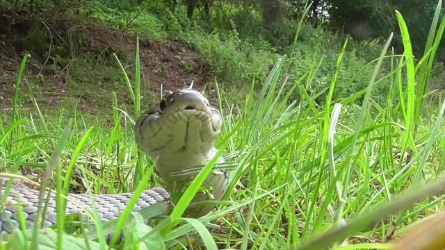 Ringelnatter oder Barrenringelnatter (oder Hybrid)