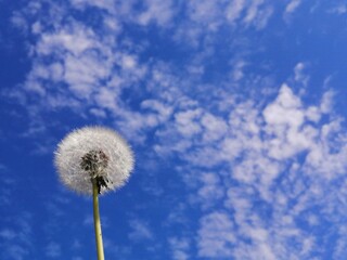 A fluffy dandelion against the blue sky. On summer days.