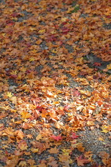 Maple leaf fall in Japan