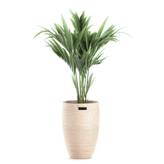 palm tree in a basket isolated on white background