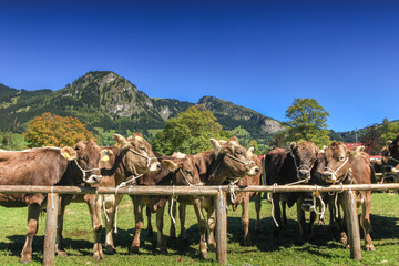 BAD HINDELANG, BAVARIA, GERMANY - SEPTEMBER 10 2011: Adorned cattle at the traditional annual Almabtrieb, Viehscheid in Allgaeu, Bavarian Alps. Crowd of tourist people watching the event.