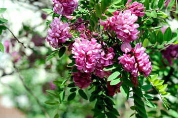 pink acacia flowers on a bush of natural acacia during spring flowering