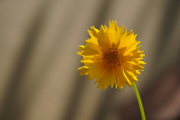 yellow dandelion flower with blurred background