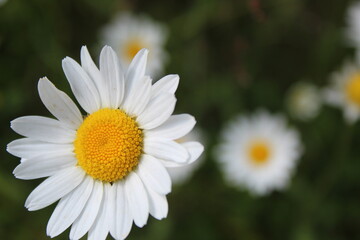 G&auml;nsebl&uuml;mchen