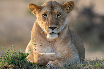 Lioness watching over her domain. 