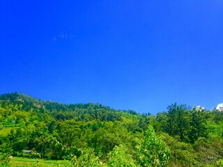 green forest and blue sky