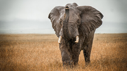 African Elephant - Powered by Adobe