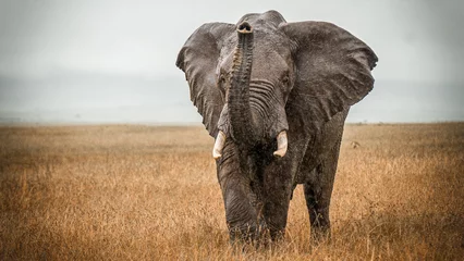 Rolgordijnen Afrikaanse olifant © Rob