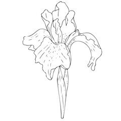 vector black and white botanical element, wildflowers and garden flowers - irises, coloring book