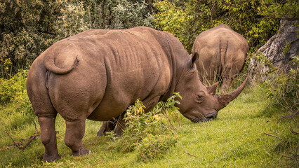 Fototapeta premium Rhino