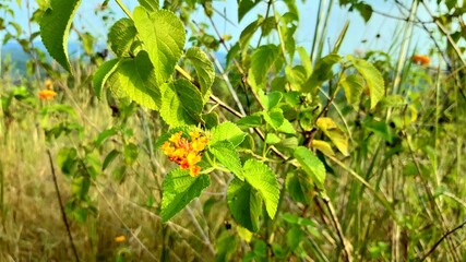 Green plants that grow freely in nature are indeed beautiful