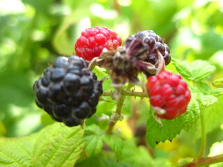 Sweet Raspberry