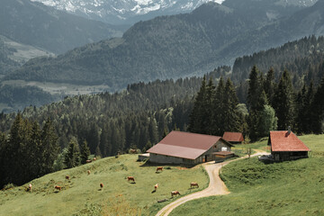 Fototapeta na wymiar Domestic dairy cows grazing on a clean mountain meadow on the swiss Alps with farm houses